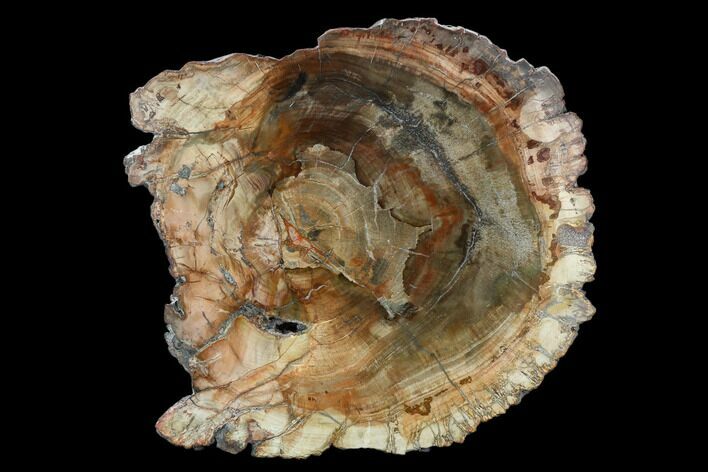 Petrified Wood (Araucaria) Slab - Madagascar #127963